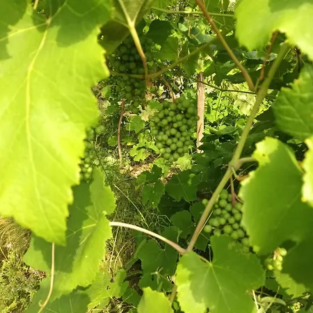 Des Graves De Lilou בית נופש *