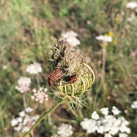 Des Graves De Lilou *