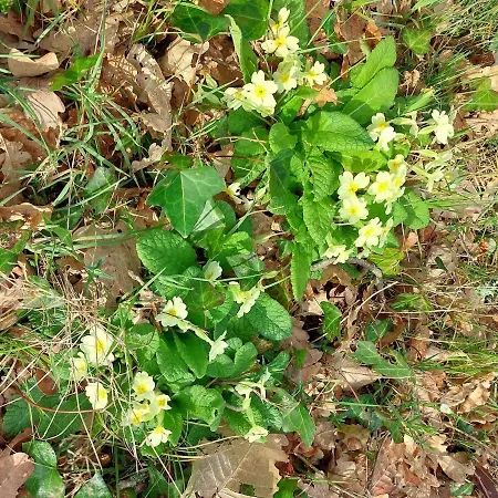 Des Graves De Lilou בית נופש