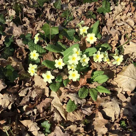 בית נופש Des Graves De Lilou *