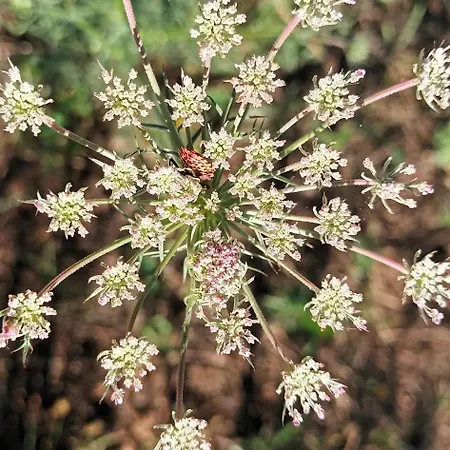 Des Graves De Lilou 马蒂拉克