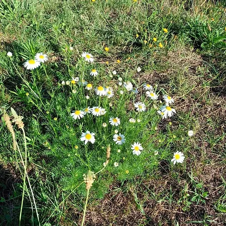 Des Graves De Lilou בית נופש *