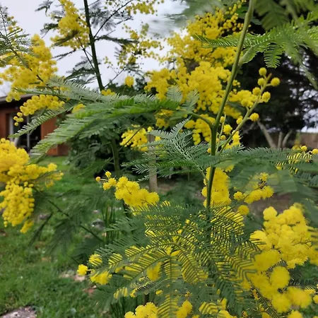 Des Graves De Lilou מרטיאק