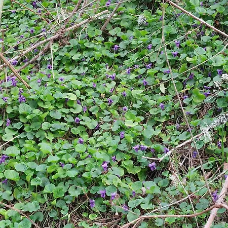 Des Graves De Lilou בית נופש מרטיאק