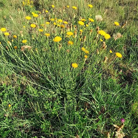 Des Graves De Lilou בית נופש