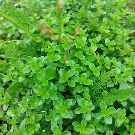 度假居 Des Graves De Lilou 马蒂拉克