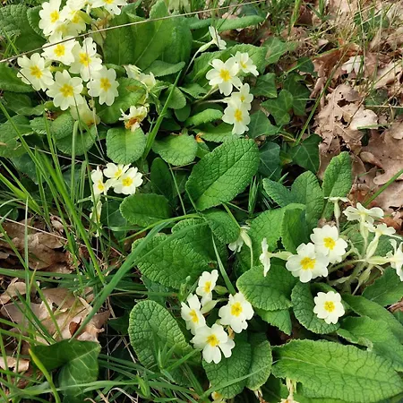 Des Graves De Lilou בית נופש *