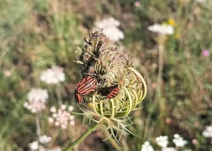 Des Graves De Lilou *