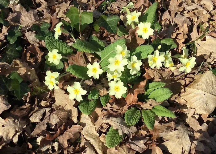 Casa de Férias Des Graves De Lilou *