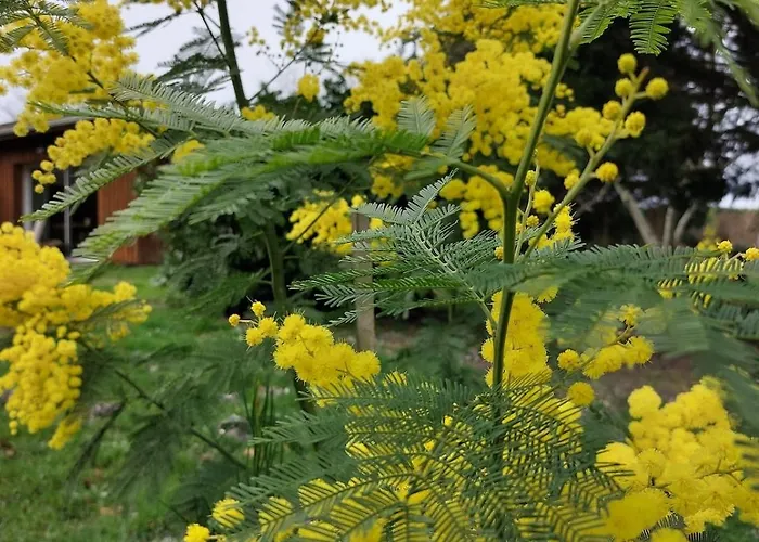 Des Graves De Lilou Martillac