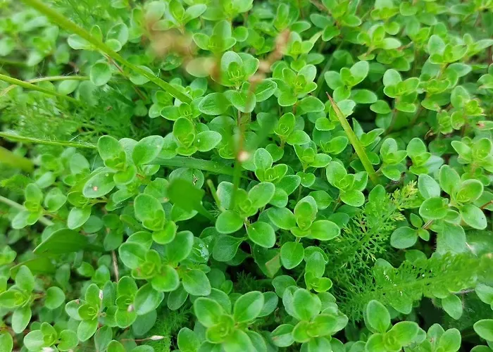 Casa de Férias Des Graves De Lilou Martillac